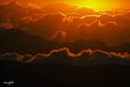 alba alba