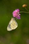 Pieride del biancospino
