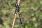 Libellula