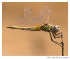 Libellula gialla Libellula gialla