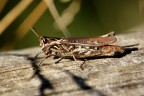 cavalletta cavalletta