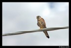 Falco Grillaio Falco Grillaio