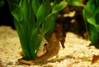 datemi un'alga e vi solleverò il mondo datemi un'alga e vi solleverò il mondo