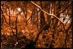 Stambecco nascosto nel bosco