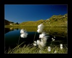 Eriophorum scheuchzeri Hoppe (2).....beccatevi anche questa Eriophorum scheuchzeri Hoppe (2).....beccatevi anche questa