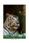 Tigre Bianca