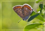 Aricia agestis Aricia agestis