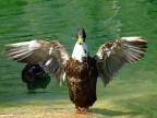 Diventerò un aquila... Diventerò un aquila...