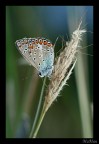 SeraLice