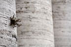 la forza della vita la forza della vita