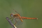 libellula arancio libellula arancio