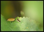 camola correggo larva di coccinella camola correggo larva di coccinella