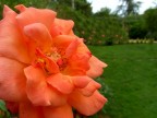 Rosa Rosa