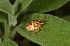 Cimice Targata ! Cimice Targata !