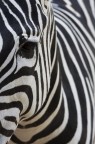 Astrattismo animale Astrattismo animale