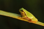 raganella raganella