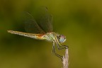 Sympetrum fonscolombii