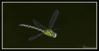 Aeshna cyanea in volo