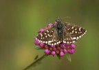 Pyrgus malvoides Pyrgus malvoides