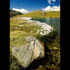 Eriophorum scheuchzeri Hoppe