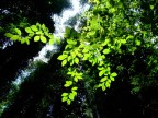 Leaves in Foresta Umbra Leaves in Foresta Umbra