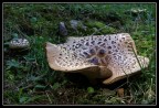 Una razza fuor d'acqua Una razza fuor d'acqua