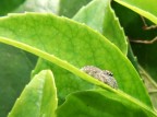 Occhi (prova macro) Occhi (prova macro)