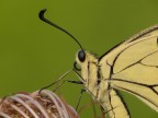 Papilio Macaon - ravvicinato Papilio Macaon - ravvicinato