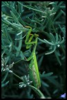 Mantide religiosa Mantide religiosa