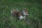 Whashington's Squirrel