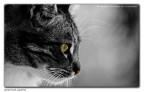 Occhi di Gatto