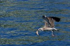 la pesca la pesca