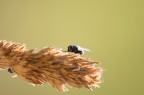 la mosca