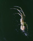 Predatore Predatore