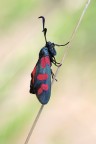 Zygaena Zygaena