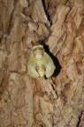 completamento metamorfosi cicala completamento metamorfosi cicala