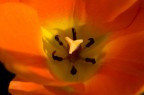 fiore fiore