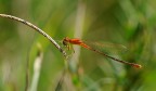 damigella arancione damigella arancione