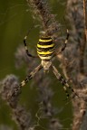 Argiope