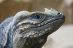 Iguana, cambio muta Iguana, cambio muta
