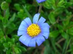 Fiocco Blu... Fiocco Blu...