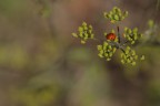 coccinella coccinella