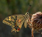 Papilio Macaon - controluce