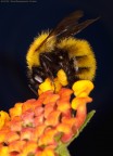 Bombus muscorum Bombus muscorum