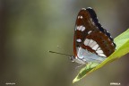 Vanitosa Vanitosa