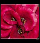 Una famiglia dentro un fiore.......