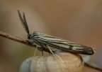 Farfallina Farfallina
