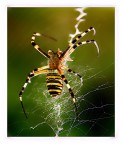 Arciope Arciope