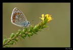 A cavallo verso il fiore A cavallo verso il fiore