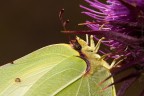 Dettaglio di Gonepteryx rhamni Dettaglio di Gonepteryx rhamni